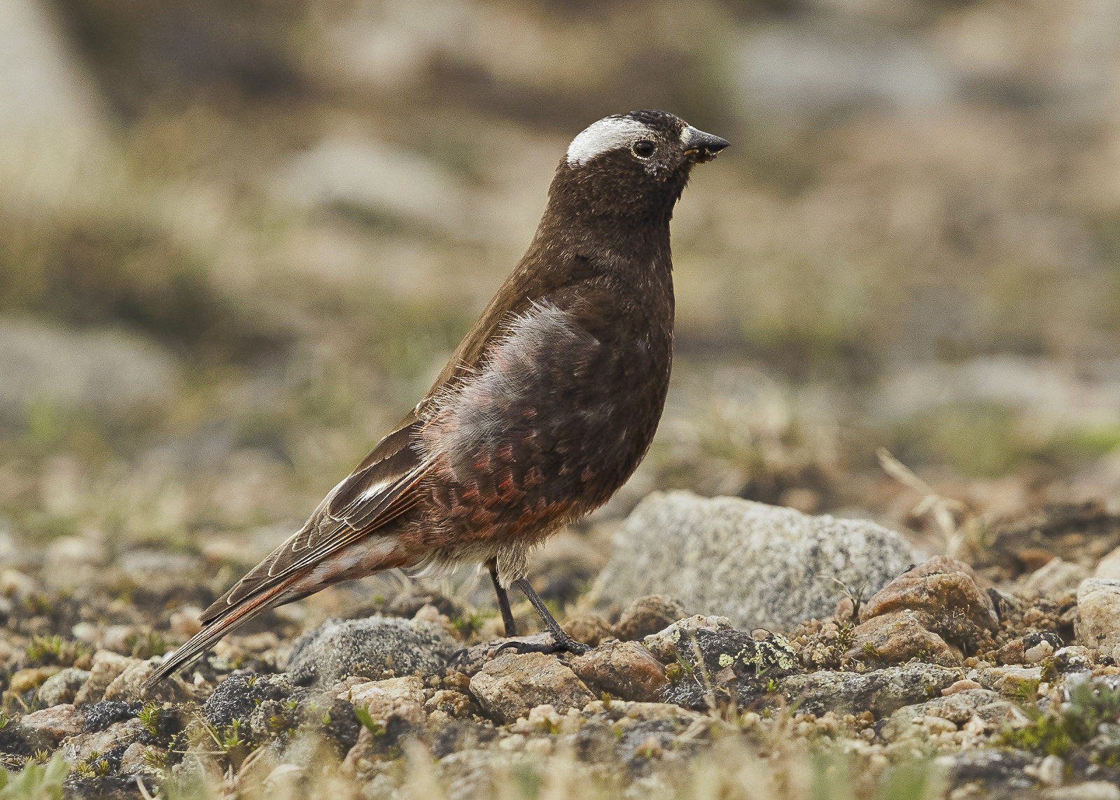 image Black Rosy-Finch